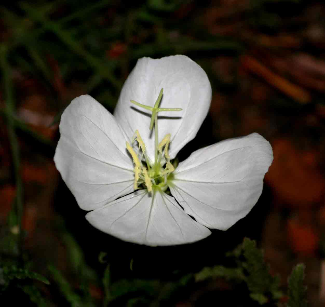 Oenothera tetraptera