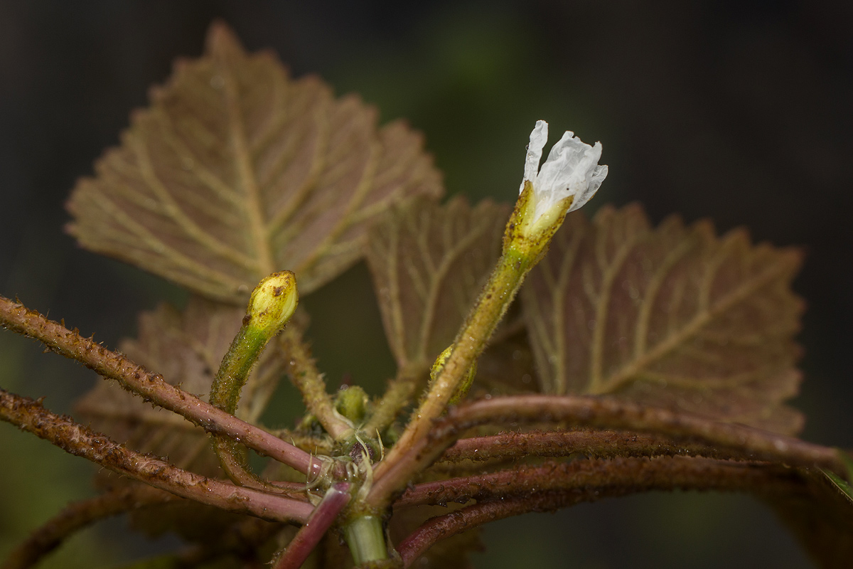 Trapa natans var. bispinosa Trapa natans var. bispinosa