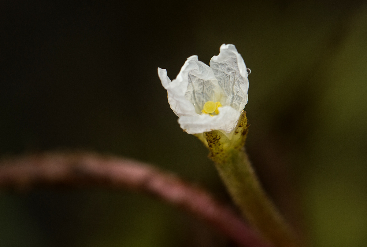 Trapa natans var. bispinosa Trapa natans var. bispinosa