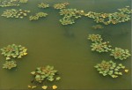 Trapa natans var. bispinosa