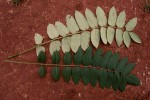 Polyscias fulva