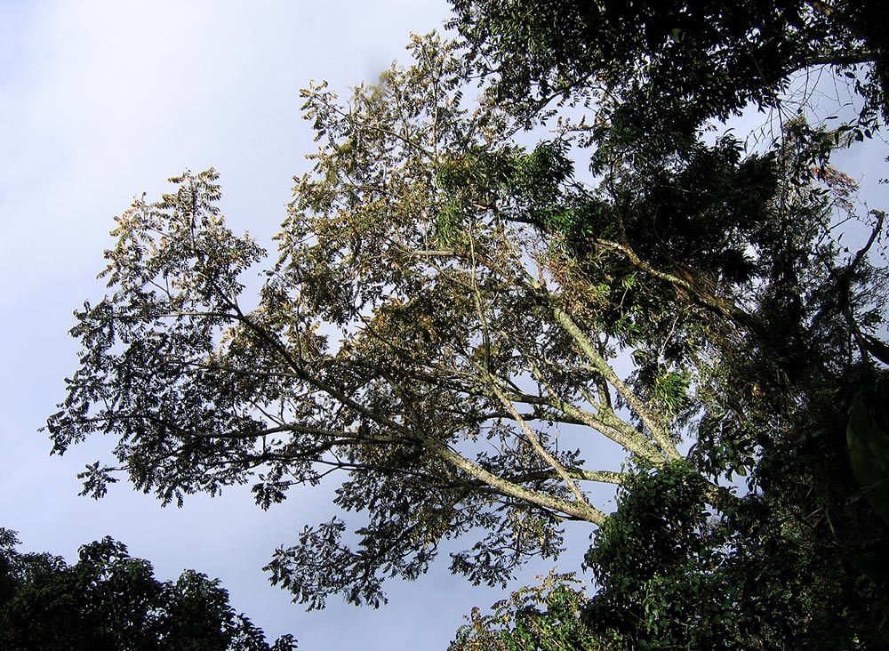 Polyscias fulva