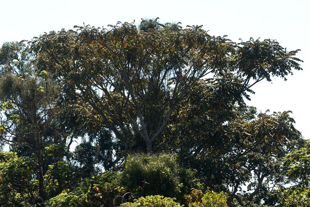 Polyscias fulva Polyscias fulva