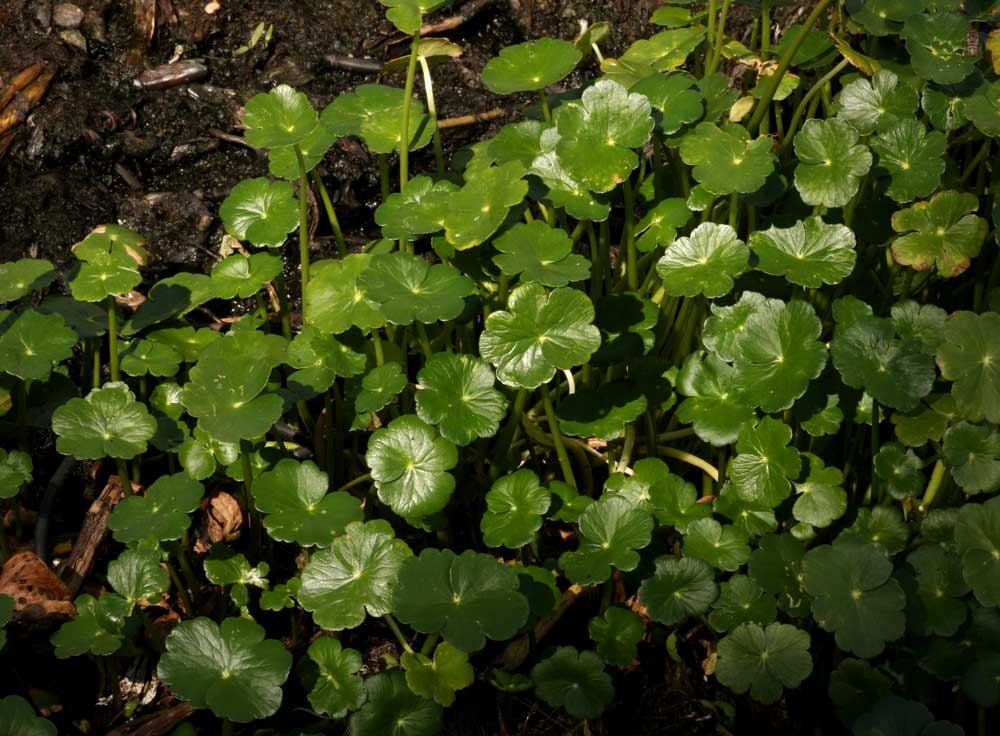 Hydrocotyle ranunculoides Hydrocotyle ranunculoides