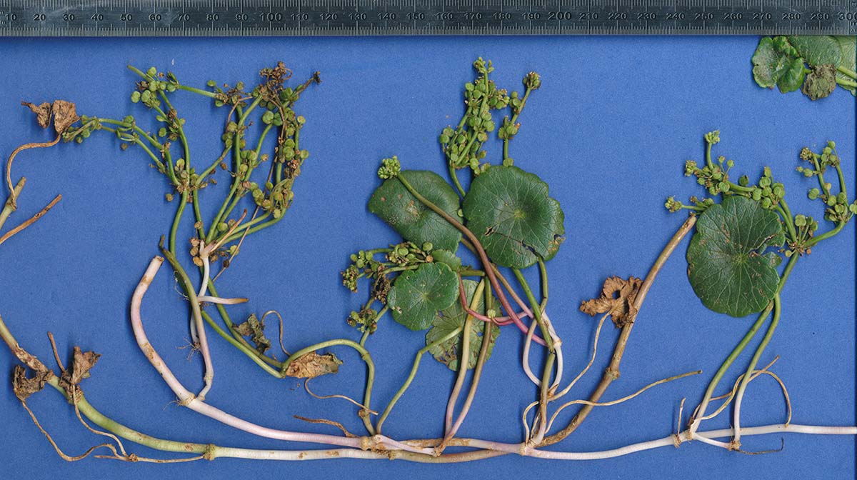 Hydrocotyle verticillata Hydrocotyle verticillata
