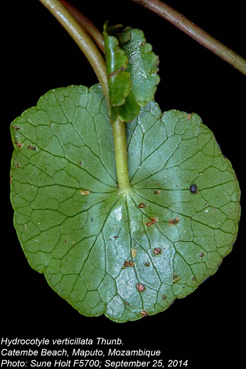 Hydrocotyle verticillata Hydrocotyle verticillata