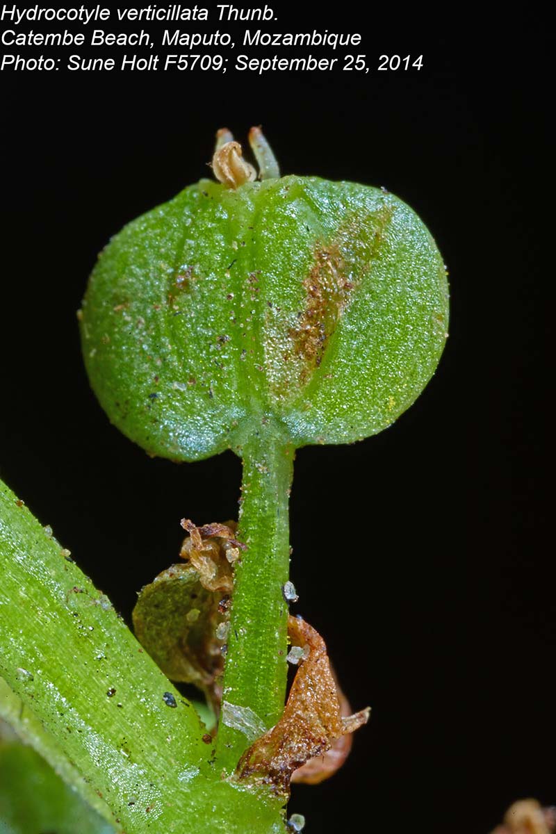 Hydrocotyle verticillata Hydrocotyle verticillata