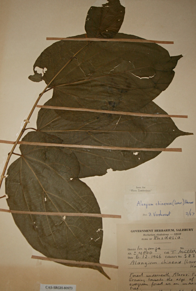 Alangium chinense