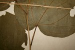 Alangium chinense