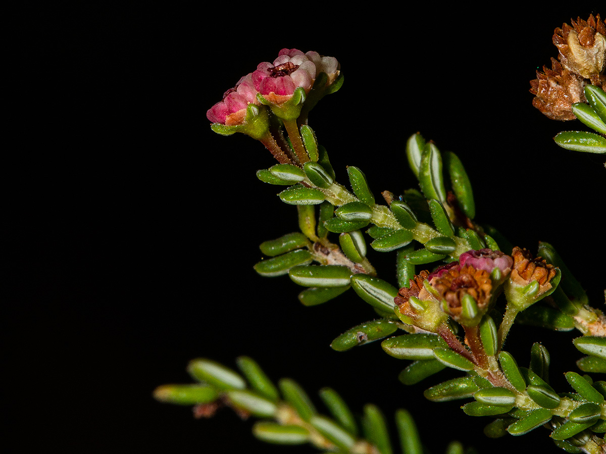 Erica benguelensis Erica benguelensis