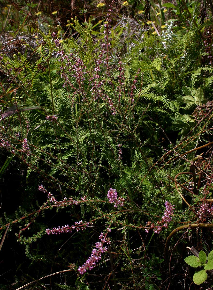 Erica silvatica Erica silvatica