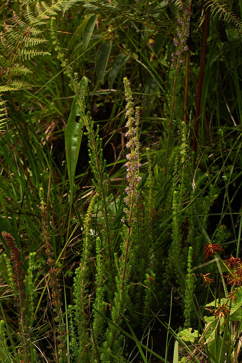 Erica silvatica Erica silvatica