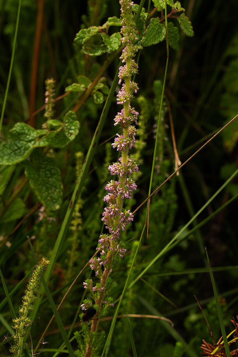 Erica silvatica Erica silvatica