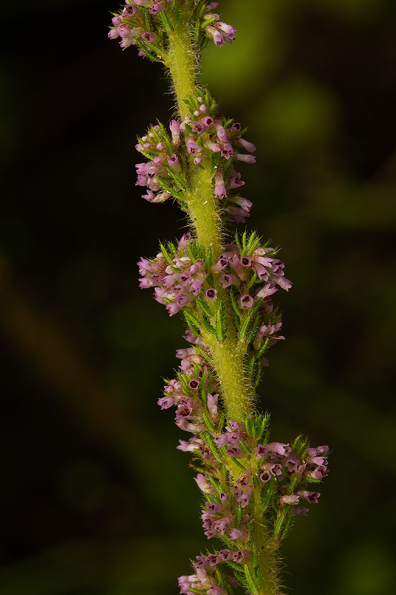 Erica silvatica Erica silvatica