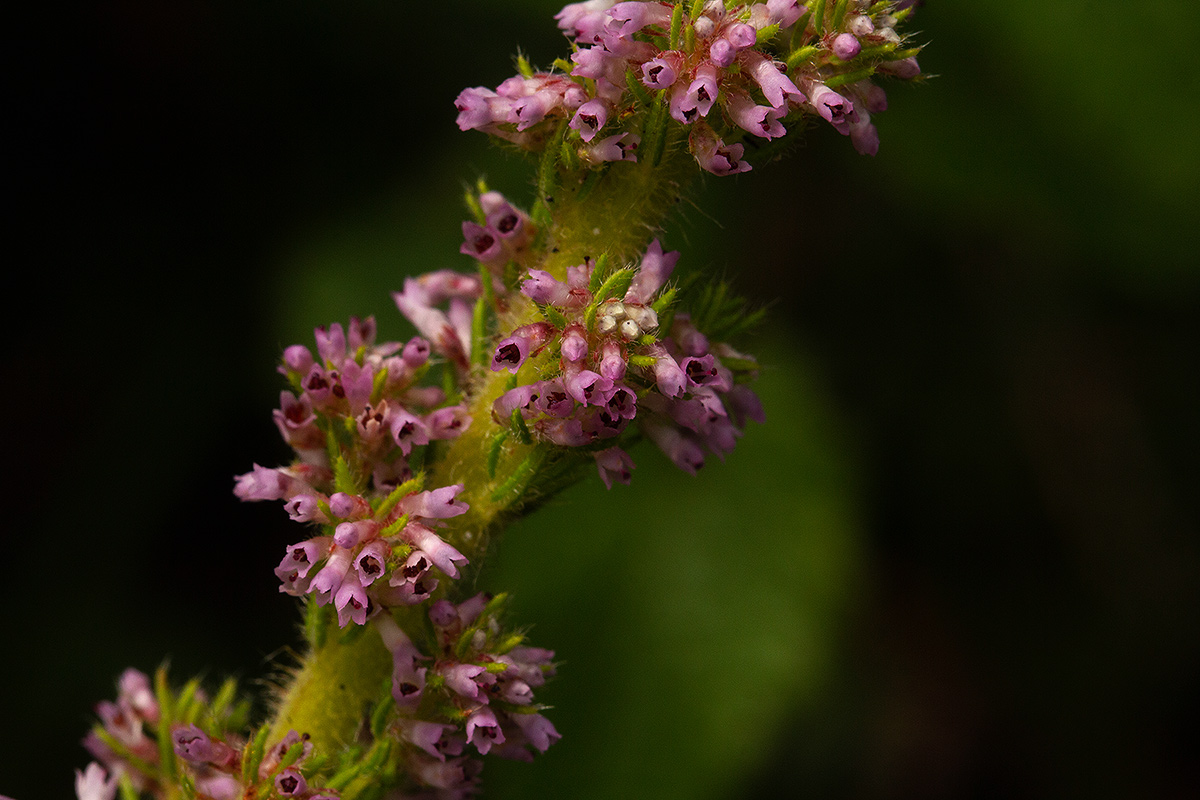 Erica silvatica Erica silvatica