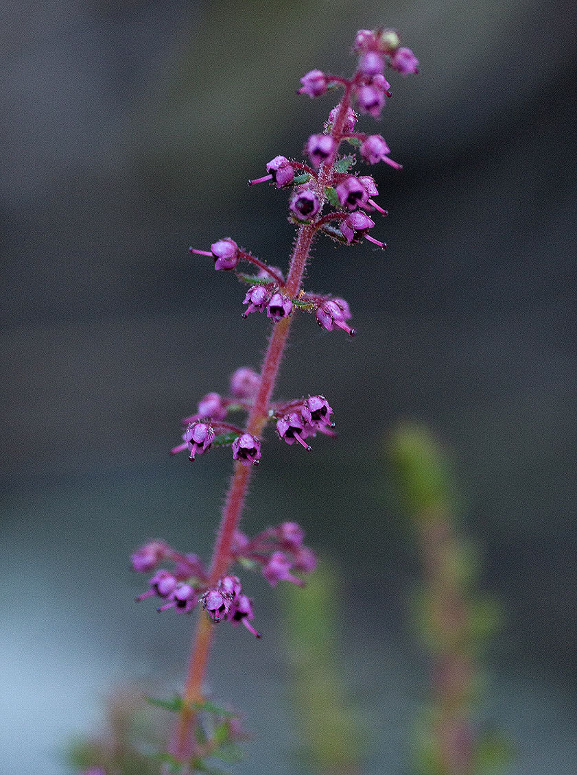 Erica silvatica Erica silvatica