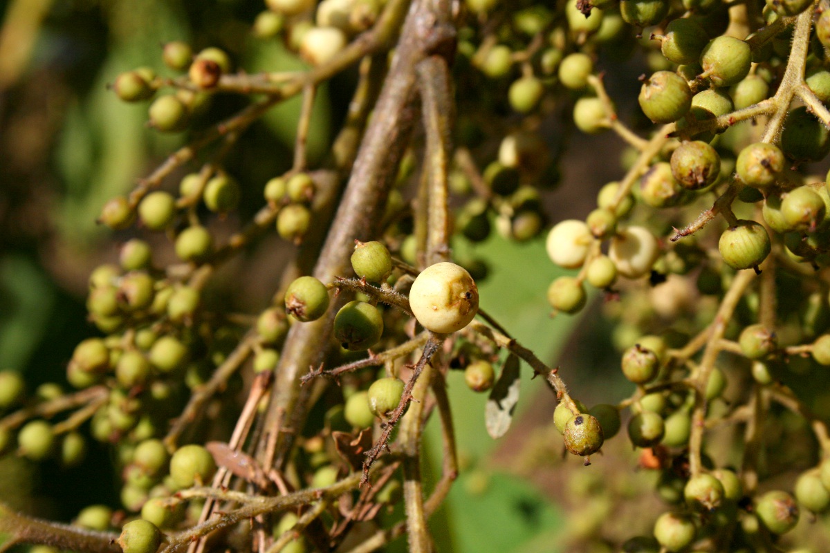 Maesa lanceolata subsp. lanceolata Maesa lanceolata subsp. lanceolata