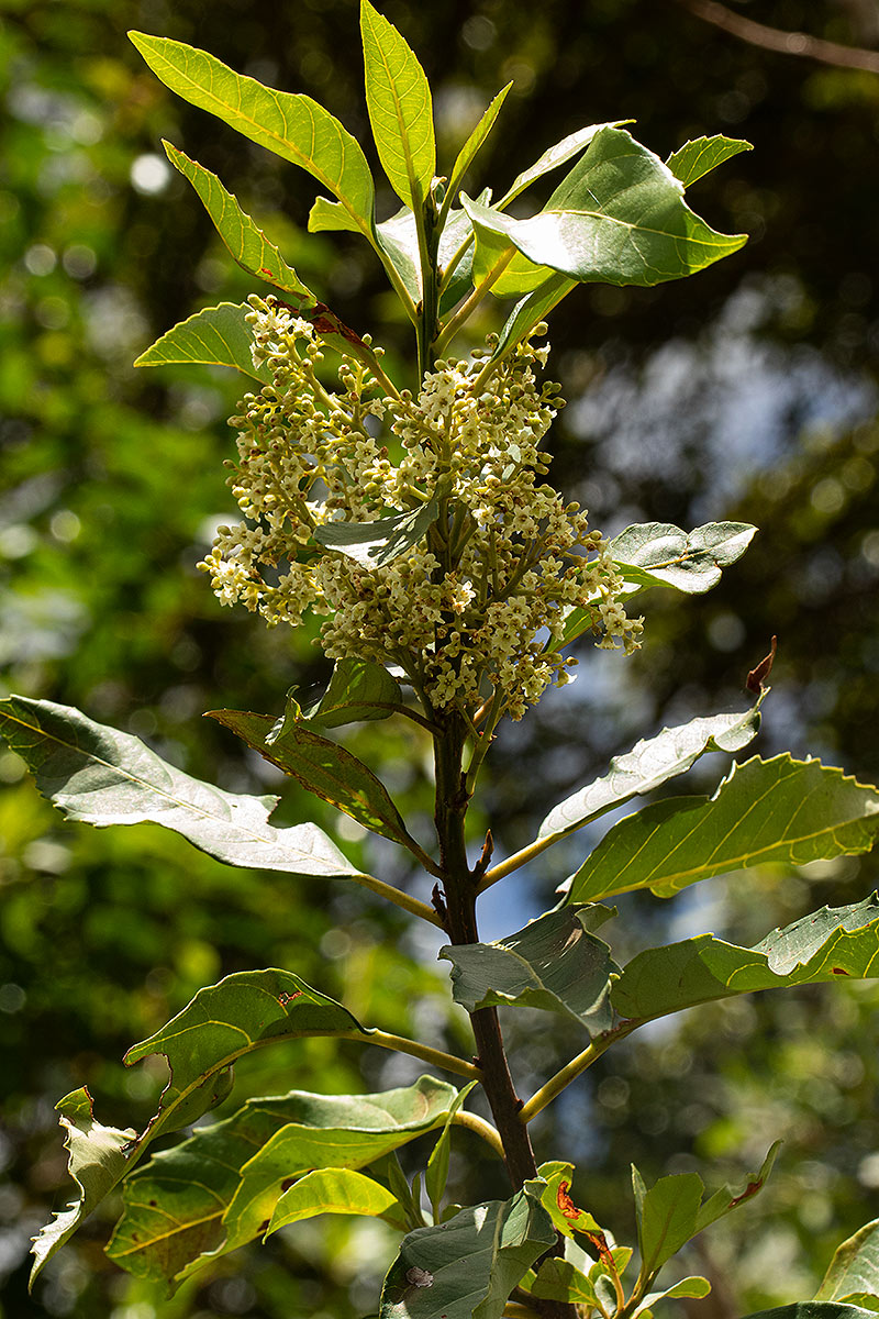 Maesa lanceolata subsp. lanceolata Maesa lanceolata subsp. lanceolata