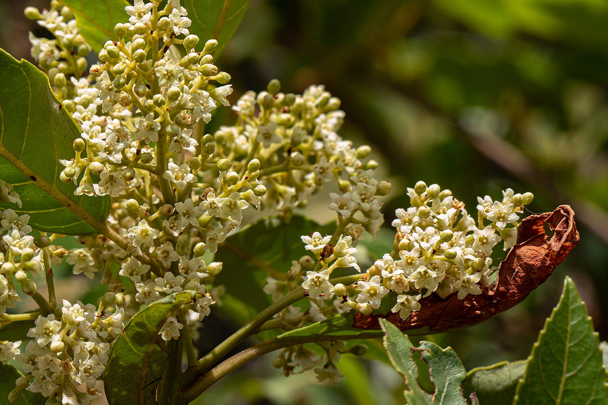 Maesa lanceolata subsp. lanceolata Maesa lanceolata subsp. lanceolata