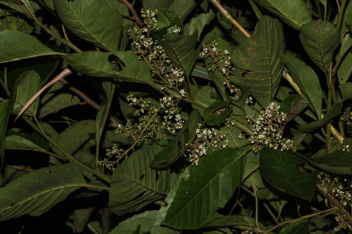 Maesa lanceolata subsp. lanceolata Maesa lanceolata subsp. lanceolata