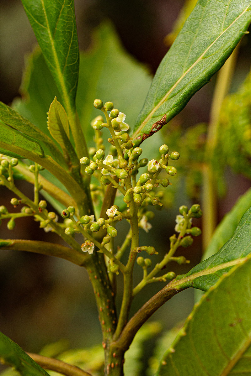 Maesa lanceolata subsp. lanceolata Maesa lanceolata subsp. lanceolata