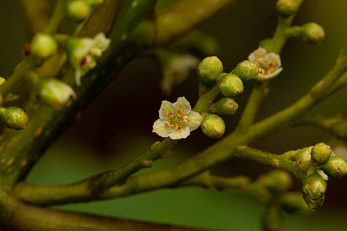 Maesa lanceolata subsp. lanceolata Maesa lanceolata subsp. lanceolata