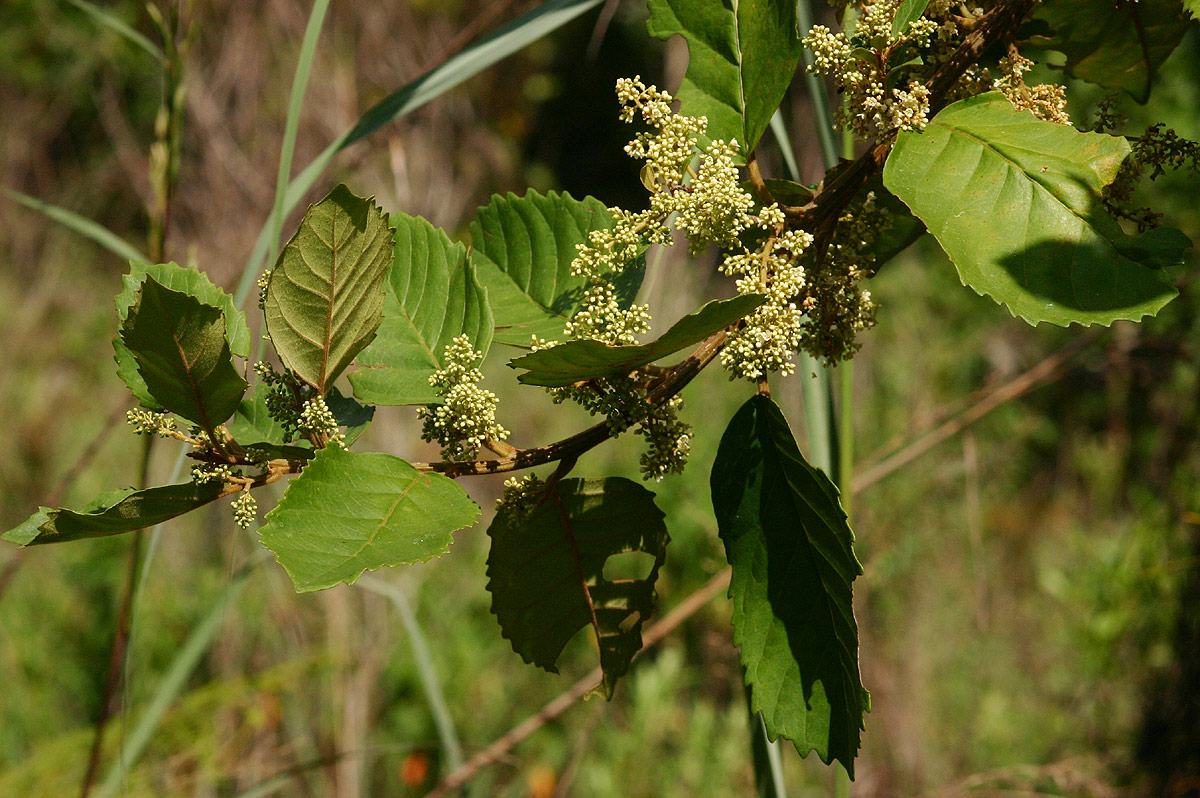 Maesa lanceolata subsp. lanceolata