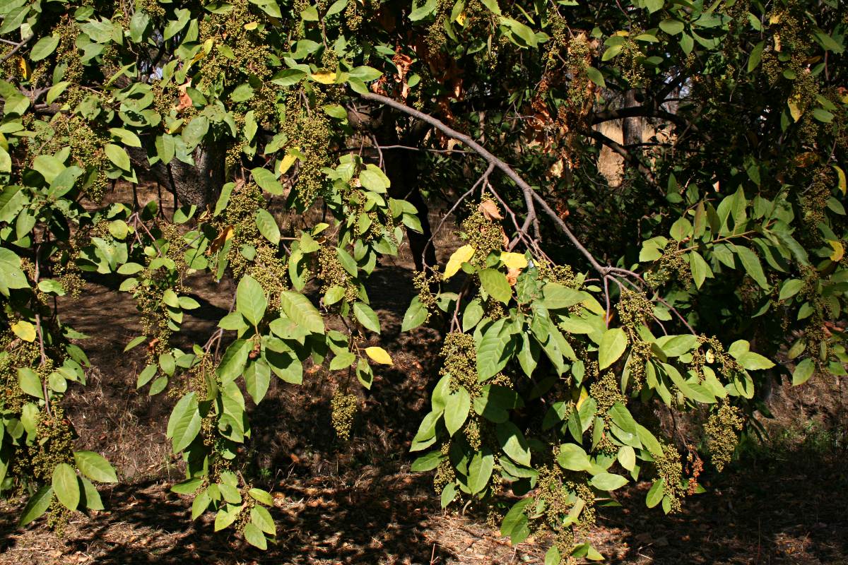 Maesa lanceolata subsp. lanceolata