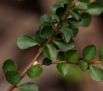 Myrsine africana