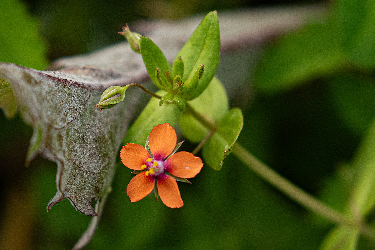 Anagallis arvensis subsp. arvensis