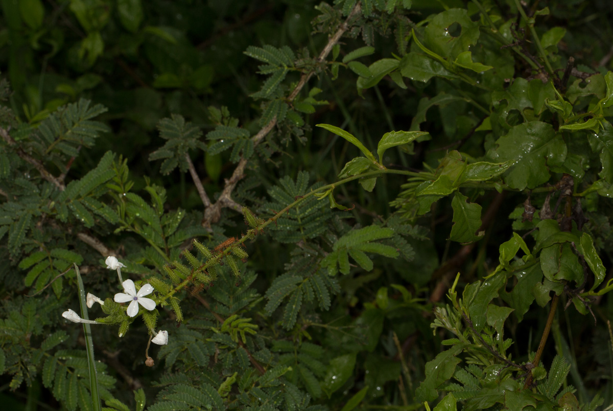 Plumbago zeylanica Plumbago zeylanica