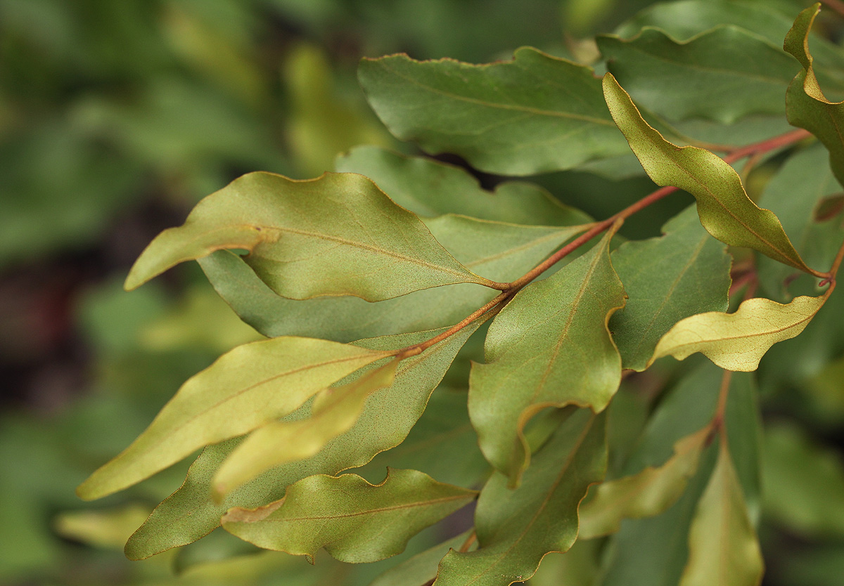 Euclea divinorum Euclea divinorum