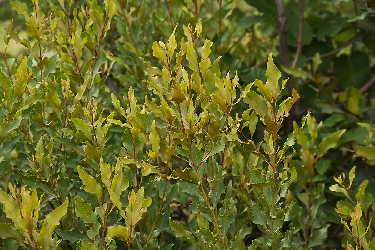 Euclea divinorum