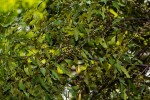 Euclea divinorum