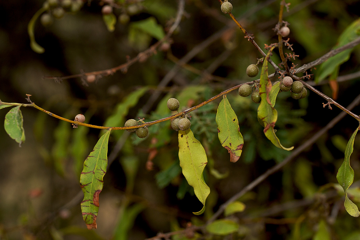 Euclea divinorum Euclea divinorum