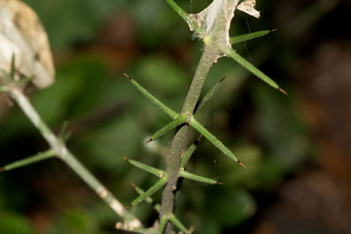 Azima tetracantha Azima tetracantha