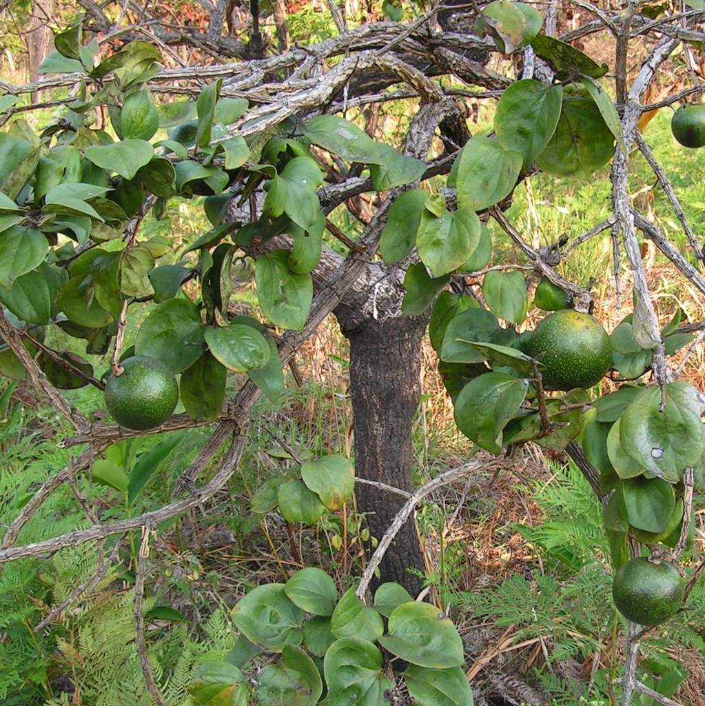 Strychnos cocculoides Strychnos cocculoides