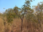 Strychnos cocculoides