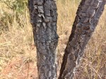 Strychnos cocculoides