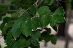 Strychnos cocculoides