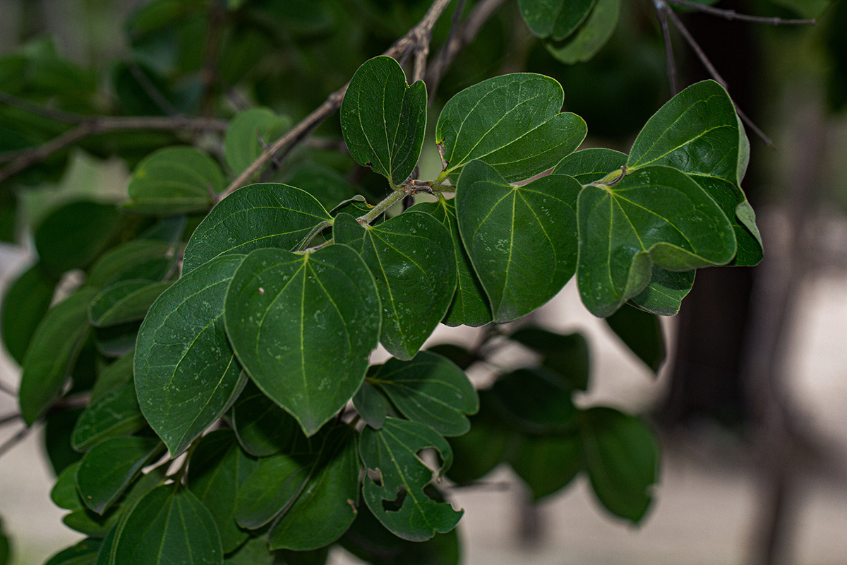 Strychnos cocculoides Strychnos cocculoides