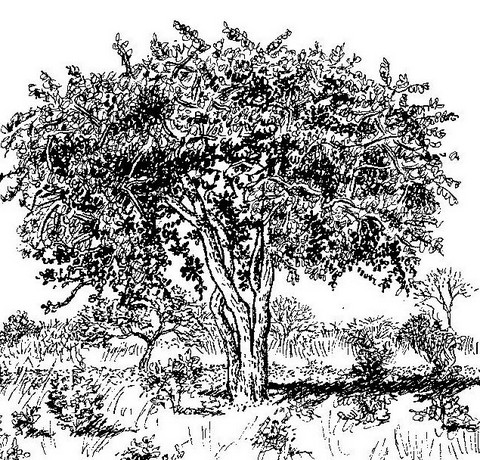 Strychnos cocculoides Strychnos cocculoides