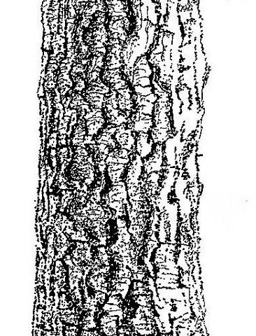 Strychnos cocculoides Strychnos cocculoides