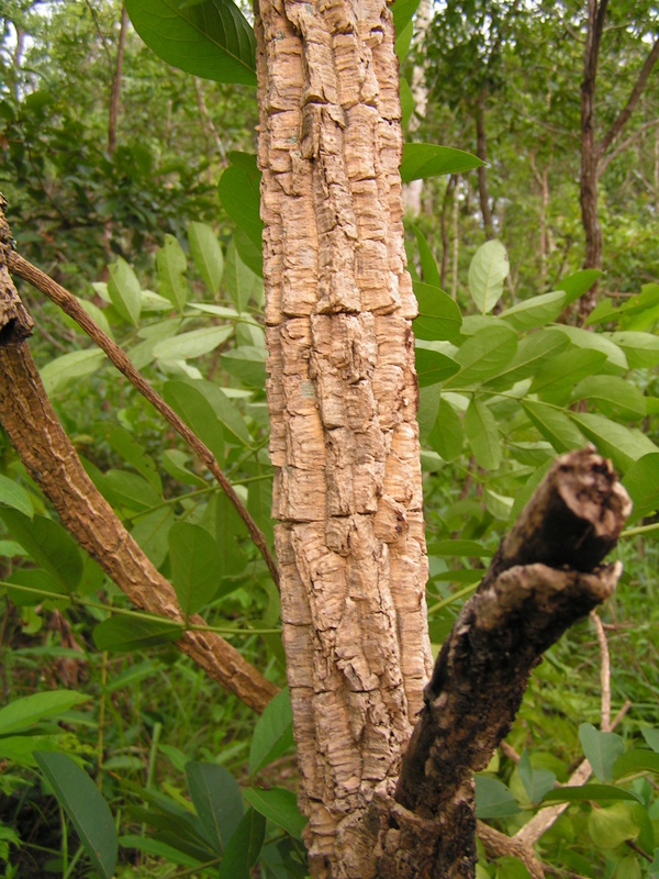 Strychnos cocculoides Strychnos cocculoides