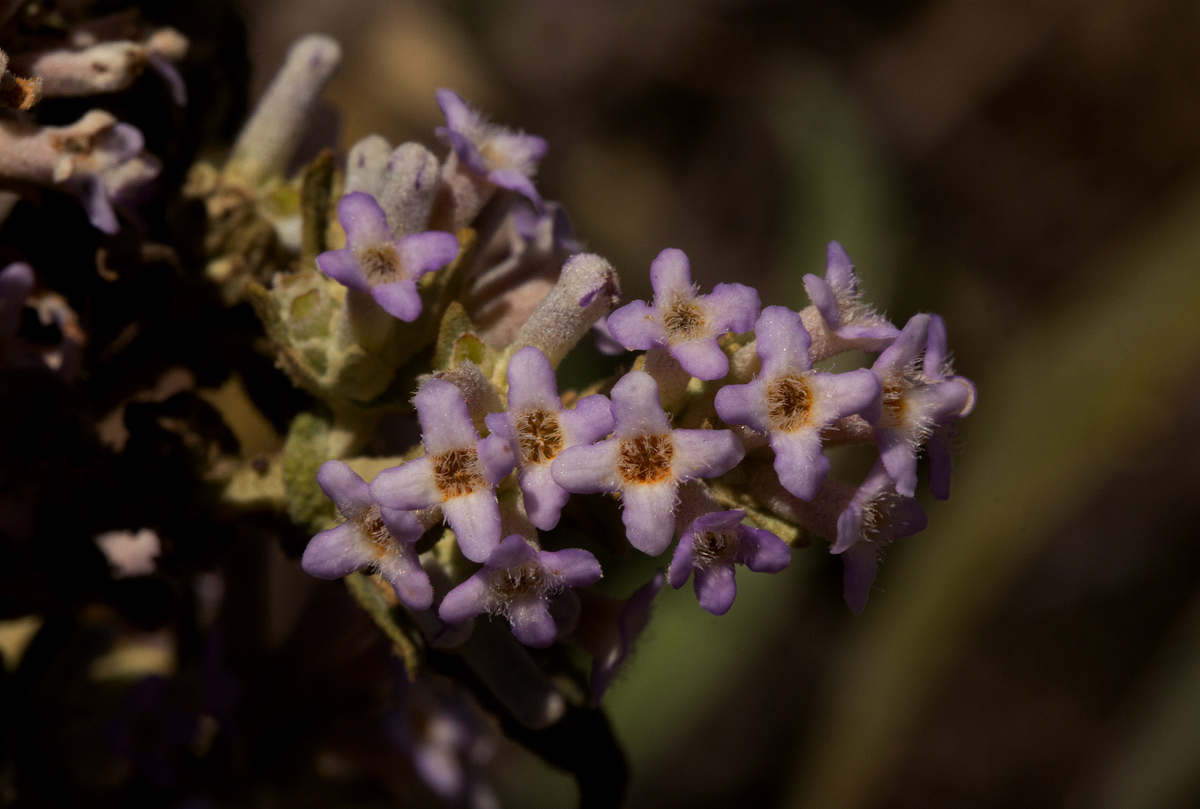 Buddleja salviifolia Buddleja salviifolia