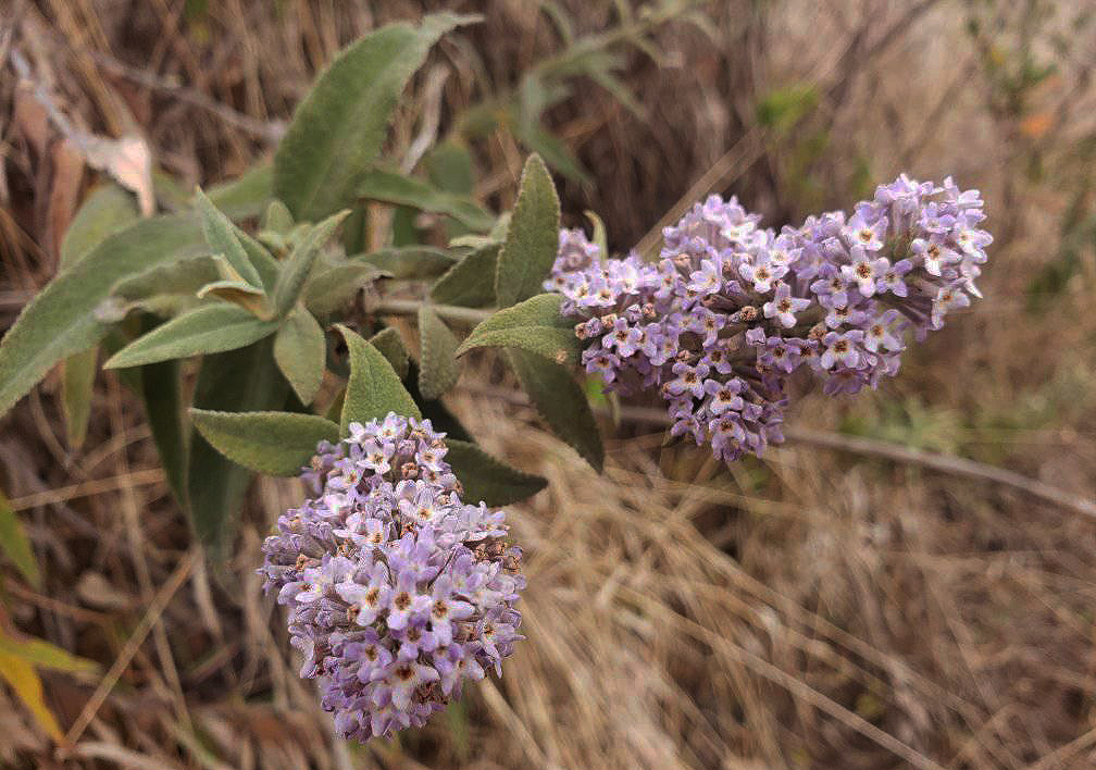 Buddleja salviifolia Buddleja salviifolia