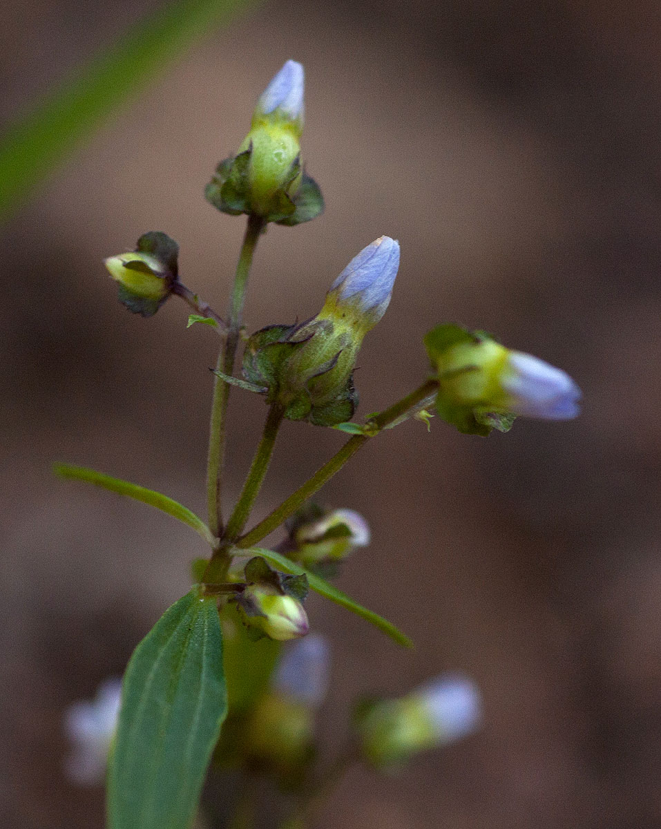 Exacum oldenlandioides Exacum oldenlandioides