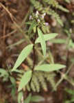 Exacum oldenlandioides