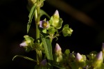 Exacum oldenlandioides