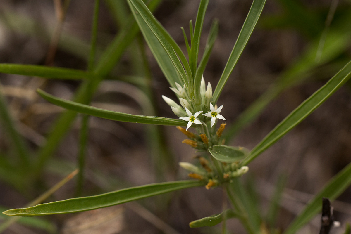 Enicostema axillare subsp. axillare Enicostema axillare subsp. axillare